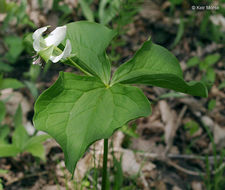 Imagem de Trillium flexipes Raf.