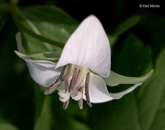 Imagem de Trillium flexipes Raf.