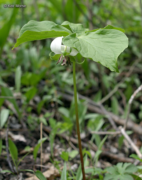 Image of nodding wakerobin