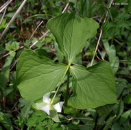 Imagem de Trillium flexipes Raf.