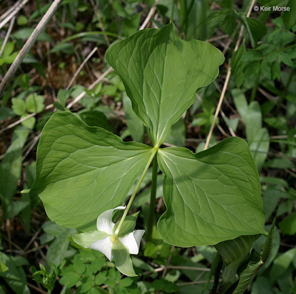 Image of nodding wakerobin