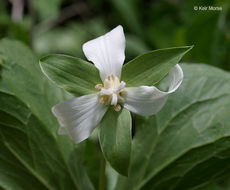 Imagem de Trillium flexipes Raf.