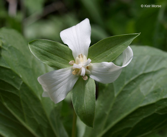 Imagem de Trillium flexipes Raf.