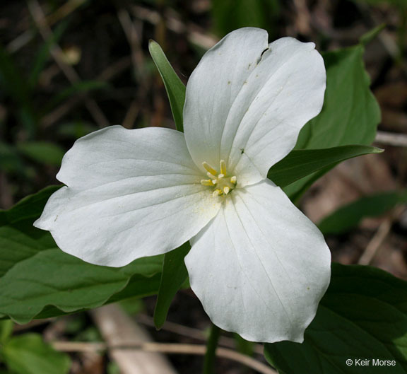 Imagem de Trillium grandiflorum (Michx.) Salisb.