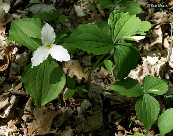 Imagem de Trillium grandiflorum (Michx.) Salisb.