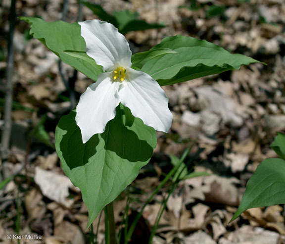 Image of White trillium