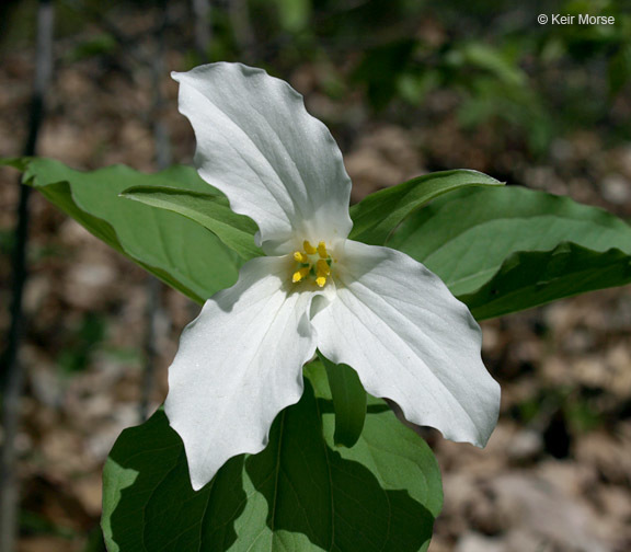 Image of White trillium