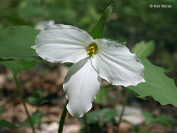 Image of White trillium