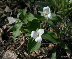 Imagem de Trillium grandiflorum (Michx.) Salisb.