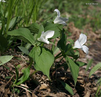 Image of White trillium