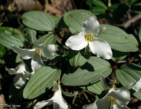 Image of snow trillium