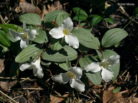 Image of snow trillium