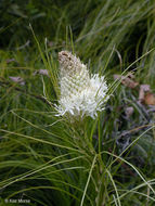 Image of Basket-grass