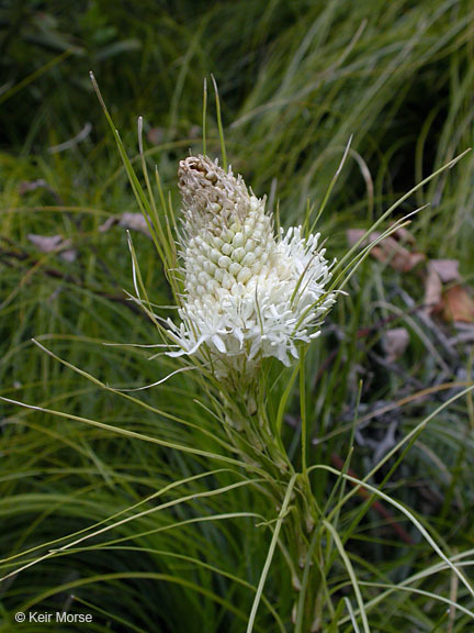 Image of Basket-grass