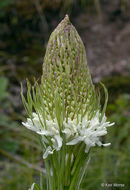 صورة Xerophyllum tenax (Pursh) Nutt.