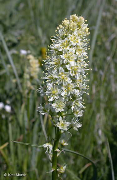 Image of grassy deathcamas