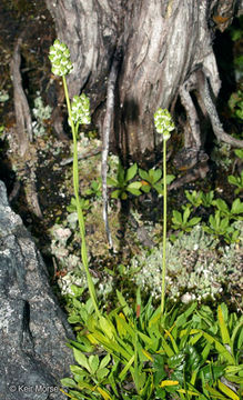 Image of Scotch false asphodel