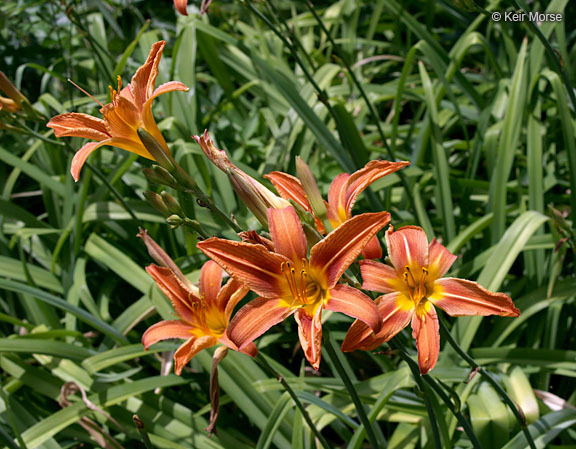 Image of orange daylily