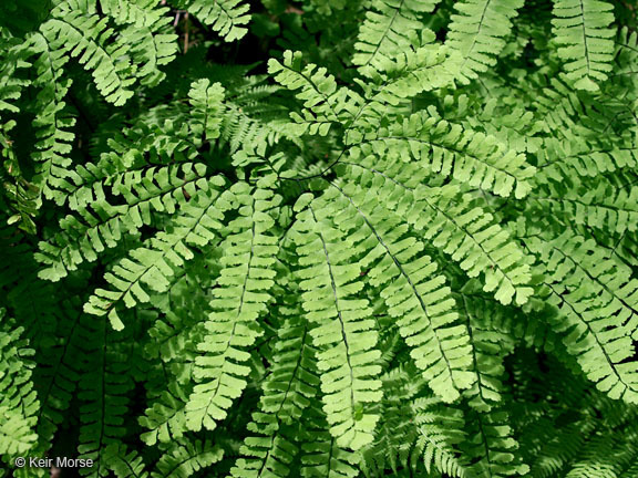 Image of Northern maidenhair fern