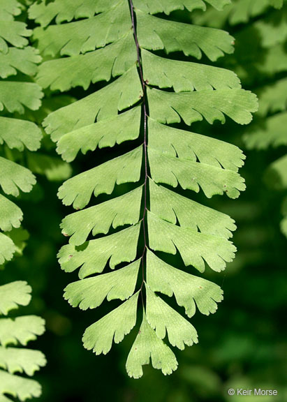 Image of Northern maidenhair fern