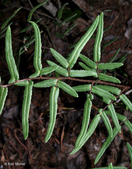 Image of purple cliffbrake