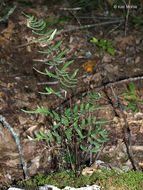 Image of purple cliffbrake