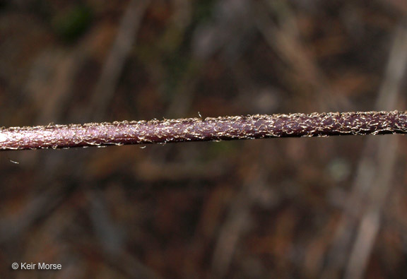 Image of purple cliffbrake