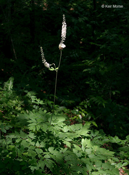 Image of black baneberry