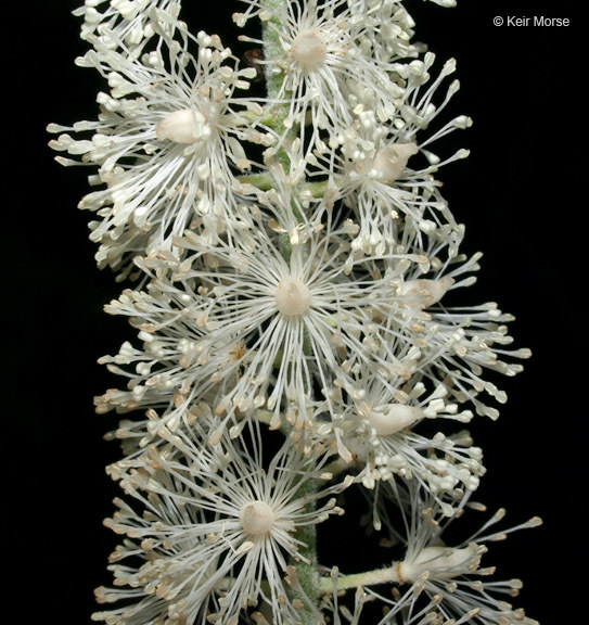 Image of black baneberry