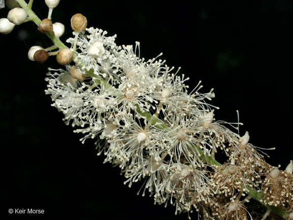 Image of black baneberry