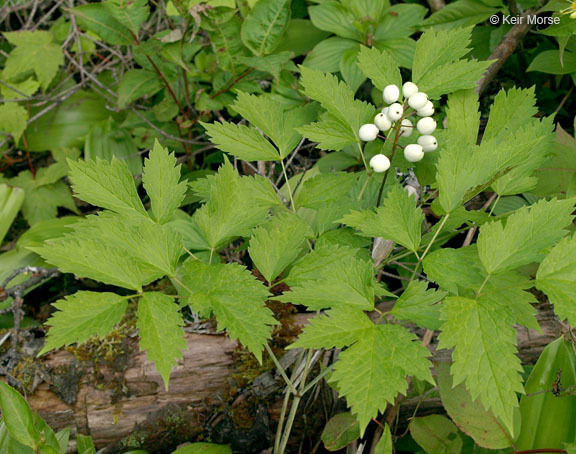 Imagem de Actaea rubra (Ait.) Willd.