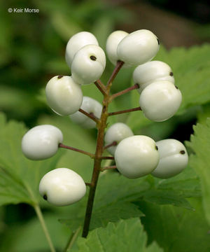 Imagem de Actaea rubra (Ait.) Willd.