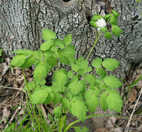 Imagem de Actaea rubra (Ait.) Willd.