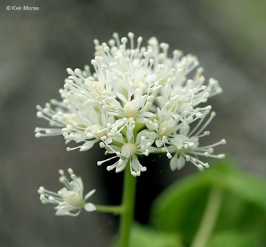 Imagem de Actaea rubra (Ait.) Willd.