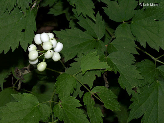 Imagem de Actaea rubra (Ait.) Willd.