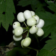 Imagem de Actaea rubra (Ait.) Willd.