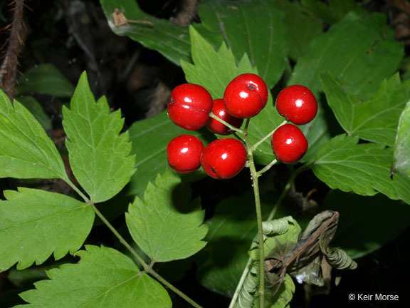 Imagem de Actaea rubra (Ait.) Willd.