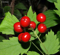 Imagem de Actaea rubra (Ait.) Willd.