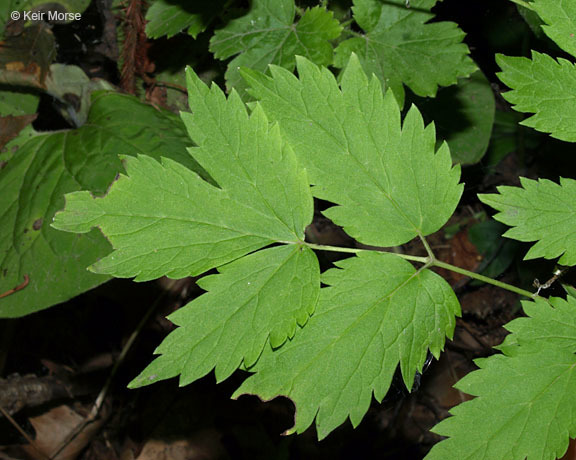 Imagem de Actaea rubra (Ait.) Willd.