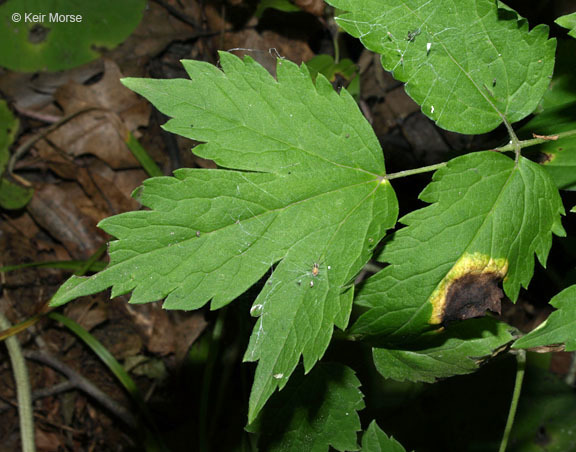 Imagem de Actaea rubra (Ait.) Willd.