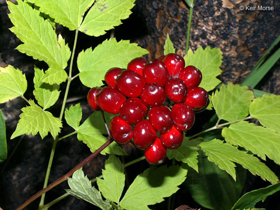 Imagem de Actaea rubra (Ait.) Willd.