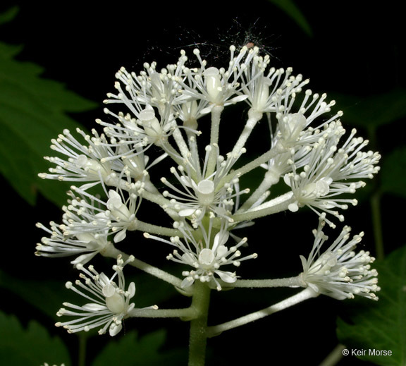 Imagem de Actaea rubra (Ait.) Willd.