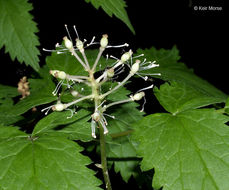 Imagem de Actaea rubra (Ait.) Willd.