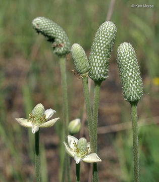 Image of candle anemone