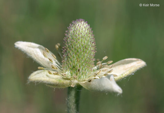 Image of candle anemone