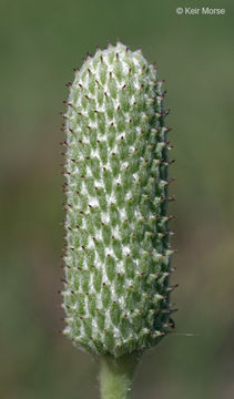 Image of candle anemone