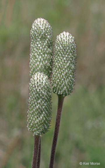 Image of candle anemone