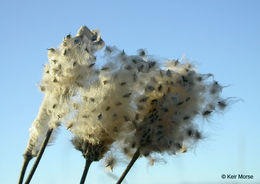 Image of candle anemone