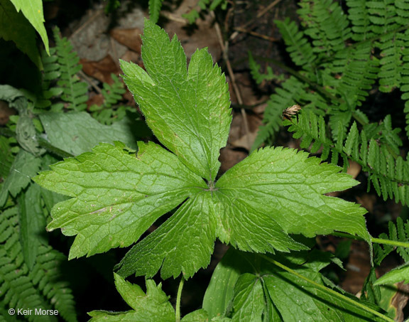 Image of tall thimbleweed