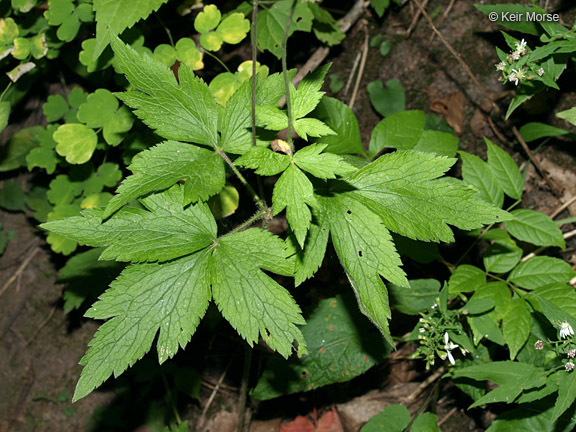 Image of tall thimbleweed